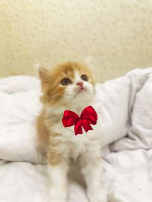 Котята скоттиш фолд и страйт в Якутске