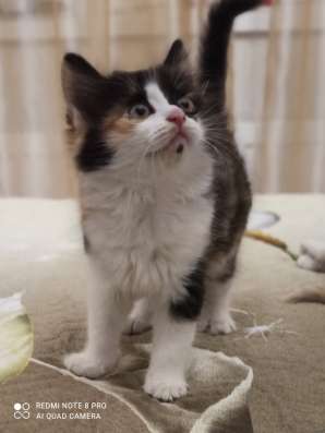 Котята в хорошие руки