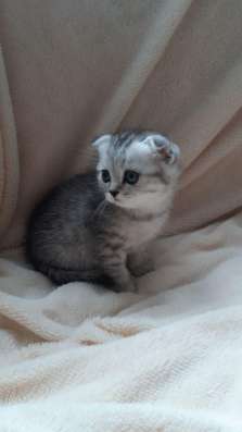 Шотландские котята фото 4