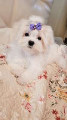 Мини Мальиезе Information_puppylove в Москве фото 4