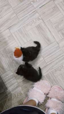 СРОЧНО ОТДАЮ КОТЯТ фото 5