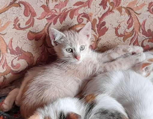 Отдам котят в добрые руки в Великом Устюге фото 3
