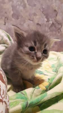 Котята в хорошие руки в Липецке