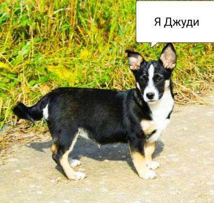 Мелкие собачки бесплатно в Воскресенске фото 4