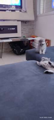 Британские короткошёрстные малыши !