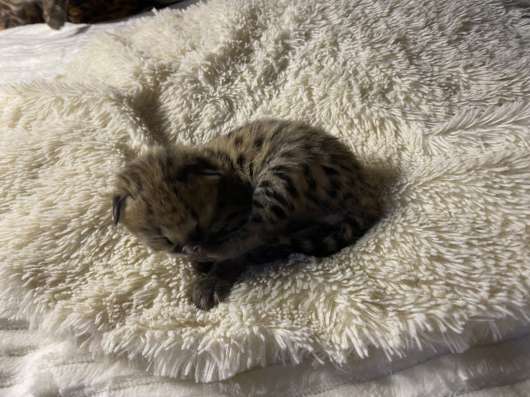 Котенок саванна