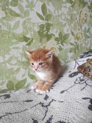 Здравствуйте. Срочно!!! Котята даром