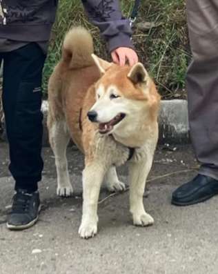 Этот милый пёс ищет нового хозяина