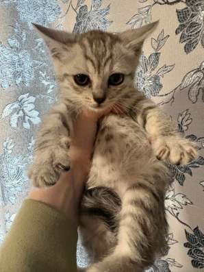 Котята в Якутске фото 5