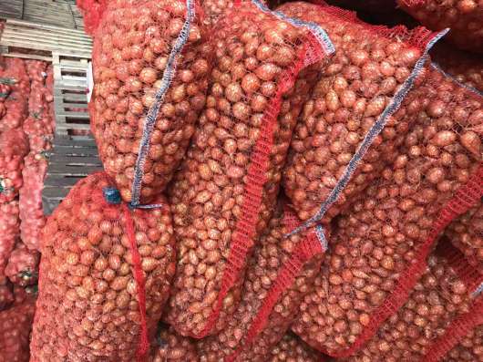 Продажа лука оптом