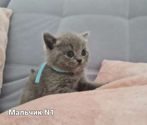 Продаются котята скотиш-страйт фото 6