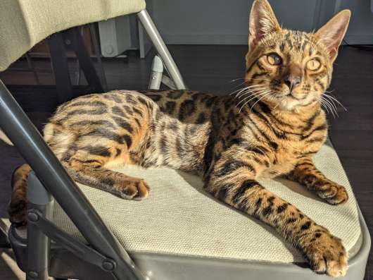 Бенгальский кот