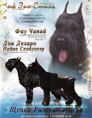 Щенки ризеншнауцера