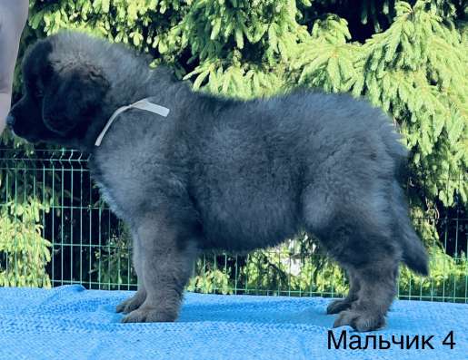 Щенки леонбергера 20.04.23 г в Домодедове фото 7
