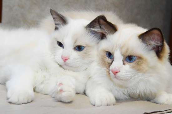 Продажа котят