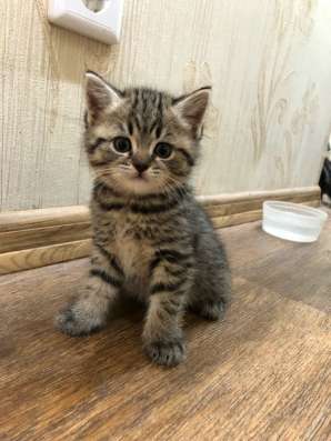 Британские котята в Чебоксарах фото 6