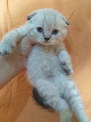 Шотландские котята фото 4
