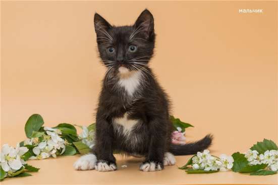 Чудесные котята ищут дом