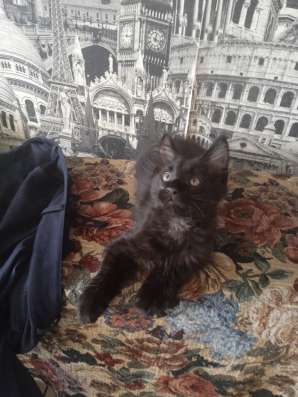 Продажа котят Мейн кун