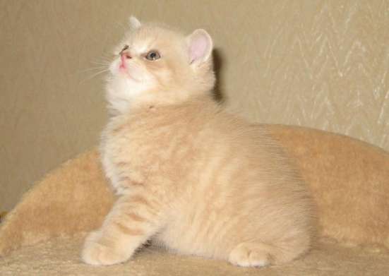 Котята шотландской породы в Самаре фото 8
