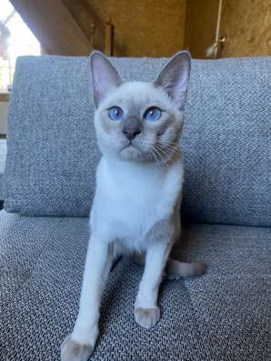 Тайские котята