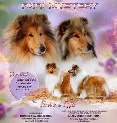 Collie rough Puppies фото 5