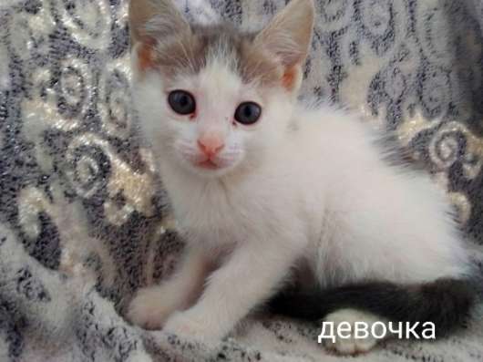 СРОЧНО ❗❗❗❗❗ ОТДАМ КОШЕЧКУ
