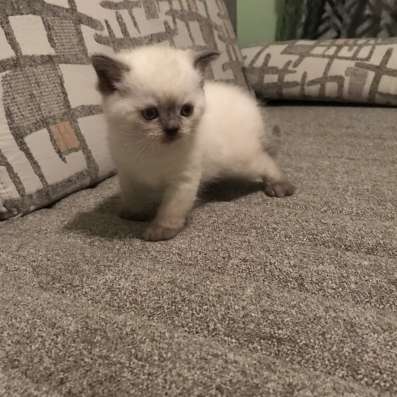 Шотландский котёнок блю поинт девочка фото 3