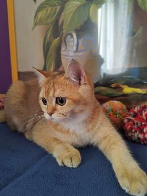 Золотые котята 5,5 месяцев фото 5