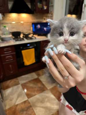 Котенок
