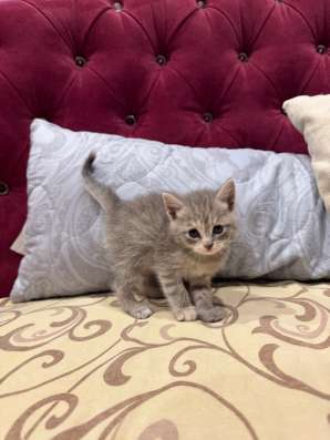 Котята британские в Челябинске фото 3