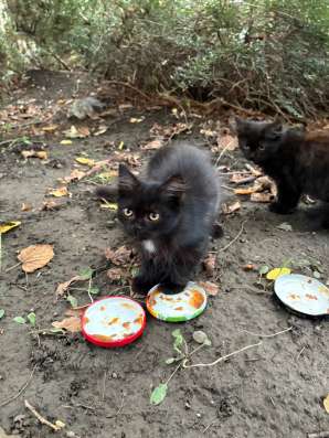 Отдам котят СРОЧНО!