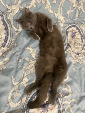 Кошка в добрые руки
