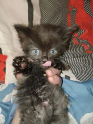 Котята 1,5 месяца в дар
