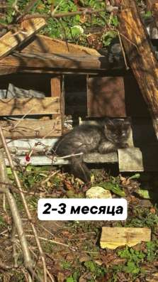 Котята бесплатно в Менделеевске
