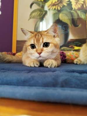 Золотые котята 5,5 месяцев фото 3