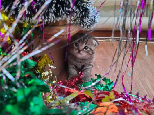 Продам Шотландских котят!
