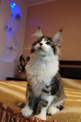 Котята Мейн Кун 3,5 месяца фото 6