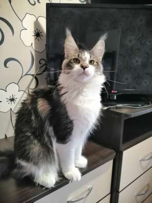 Продажа котят мейн кун