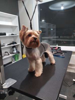 Груминг салон BARBERPET в Санкт-Петербурге