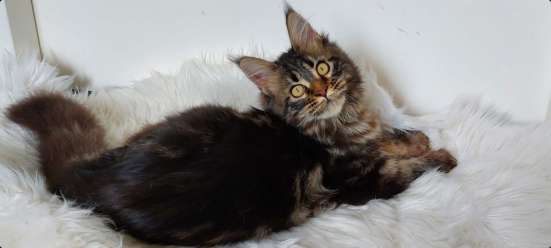 Maine Coon kittens фото 6