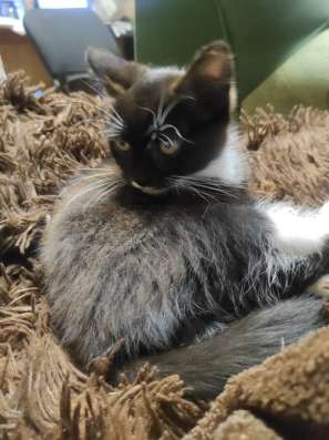 Котята бесплатно в Смоленске