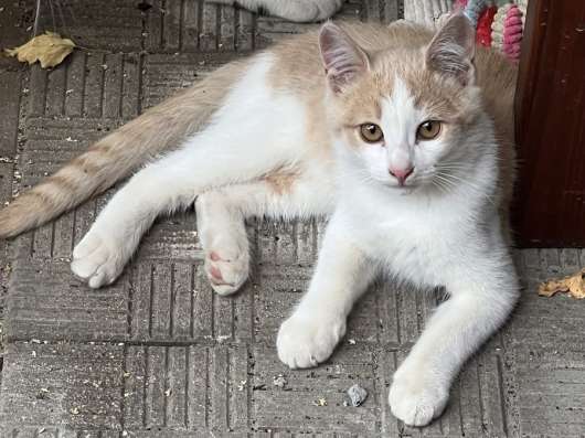 4 мес котик Леопольд в добрые руки!