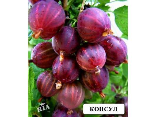 Двухлетние саженцы яблони в Красноярске фото 3