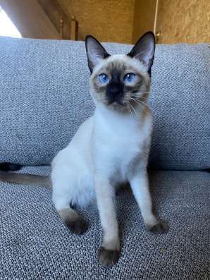 Тайские котята фото 5