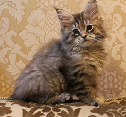 Котята Мейн-кун продажа в Санкт-Петербурге фото 4