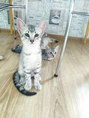 Котята Египетские Мау