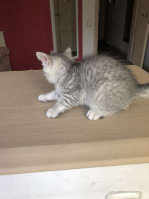 Продам котяток скотиш-фолд фото 6