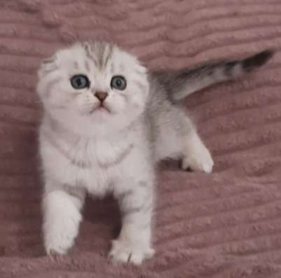 Шотландские котята фото 4