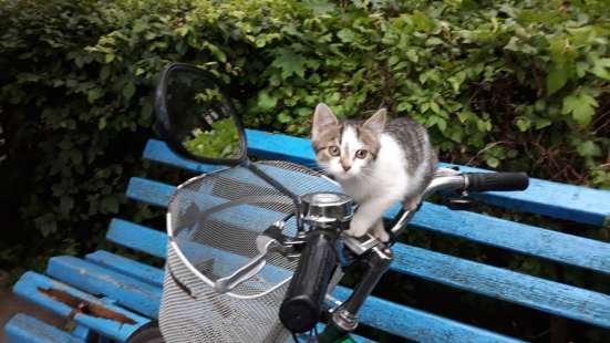Котята с улицы фото 5